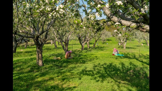 Apple orchards in Kashmir (Shutterstock)
