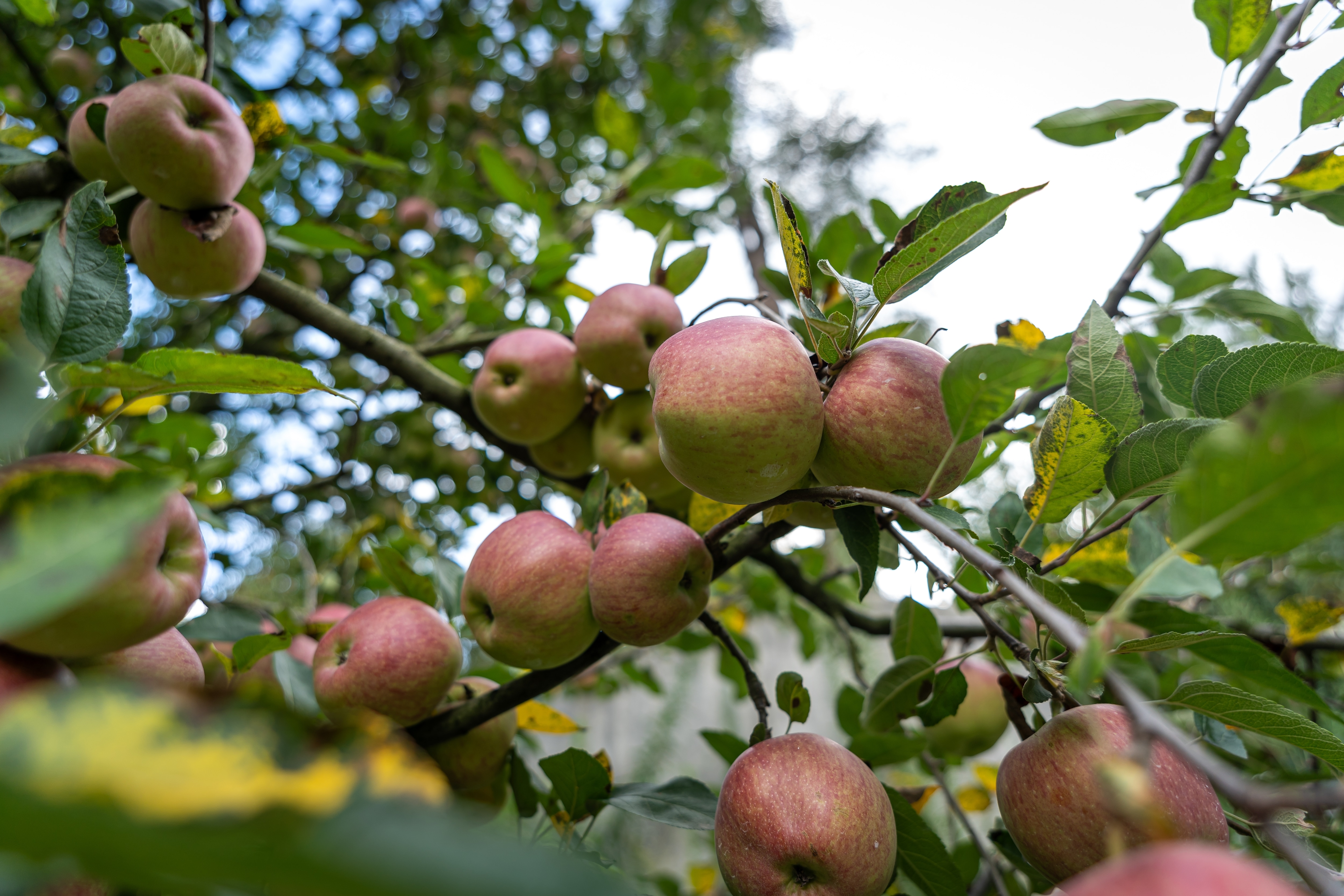 The immortal, eternal apple! (Shutterstock) The immortal, eternal apple! (Shutterstock)