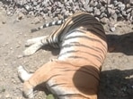 A female tigress killed after being hit by a train in Mailani range of DBZ on Wednesday. (HT Photo) A female tigress killed after being hit by a train in Mailani range of DBZ on Wednesday. (HT Photo)
