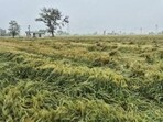 A field on the outskirts of Sangrur on Wednesday. Growers in Sangrur and Barnala districts fear the sudden weather shift will cause crop loss and degraded grain quality. (HT Photo)