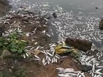 Dead fish in Subarnarekha river on Wednesday (HT PHOTO)