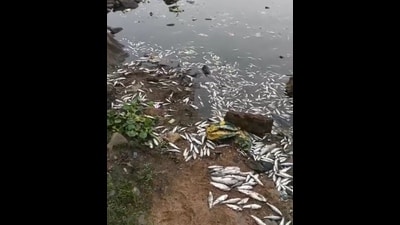 Dead fish in Subarnarekha river on Wednesday (HT PHOTO) Dead fish in Subarnarekha river on Wednesday (HT PHOTO)