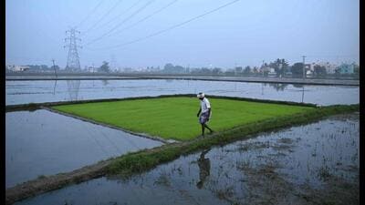 If El Niño effects intensify and rainfall proves deficient — a clearer picture will emerge closer to June — pulses and rice yields could get affected, depressing farm income and pushing up food inflation (AFP) If El Niño effects intensify and rainfall proves deficient — a clearer picture will emerge closer to June — pulses and rice yields could get affected, depressing farm income and pushing up food inflation (AFP)