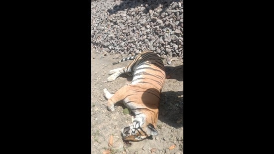 A female tigress killed after being hit by a train in Mailani range of DBZ on Wednesday. (HT Photo)