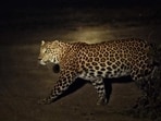 The move to strengthen the manpower comes amid rising wildlife sightings and human-animal conflict in the Capital. The move to strengthen the manpower comes amid rising wildlife sightings and human-animal conflict in the Capital.