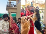 The video has gone viral, with viewers praising the dogs’ loyalty and Singh’s love for them.