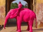A 65-year-old elephant was painted pink for a photo shoot in Jaipur. 
