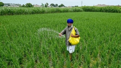 A farmer sprinkles fertiliser over crops at a rice field in Punjab. (AFP) A farmer sprinkles fertiliser over crops at a rice field in Punjab. (AFP)