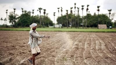 A farmer sprinkles fertilizer in his paddy field. (ANI) A farmer sprinkles fertilizer in his paddy field. (ANI)