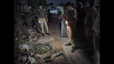 The dead leopard and officials at the accident site. (HT PHOTO) The dead leopard and officials at the accident site. (HT PHOTO)