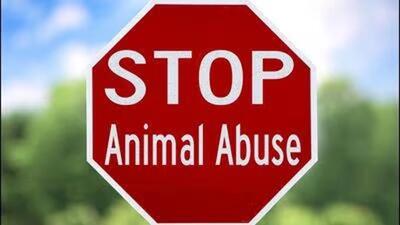 The decision, which follows the recent reorganisation of revenue districts, aims to ensure more effective implementation of animal protection laws at the district level, said chief minister Rekha Gupta. (Representative photo) The decision, which follows the recent reorganisation of revenue districts, aims to ensure more effective implementation of animal protection laws at the district level, said chief minister Rekha Gupta. (Representative photo)