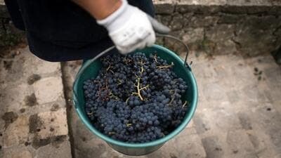 The seedless trait in this grape mutant is primarily driven by pollen sterility and defects in reproductive development, leading to fruit formation without fertilization, known as parthenocarpy. (REPRESENTATIVE PHOTO) The seedless trait in this grape mutant is primarily driven by pollen sterility and defects in reproductive development, leading to fruit formation without fertilization, known as parthenocarpy. (REPRESENTATIVE PHOTO)
