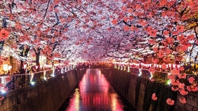 Cherry Blossom festival in Japan in the month of April 2026. (Unsplash) Cherry Blossom festival in Japan in the month of April 2026. (Unsplash)