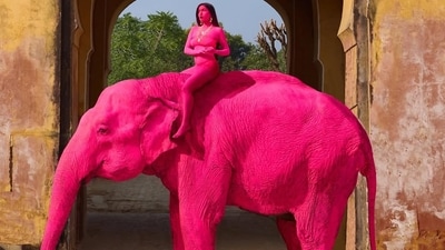 A 65-year-old elephant was painted pink for a photo shoot in Jaipur. A 65-year-old elephant was painted pink for a photo shoot in Jaipur.