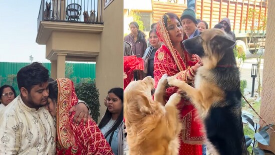 The video has gone viral, with viewers praising the dogs’ loyalty and Singh’s love for them. (@tripawsquad/Instagram)