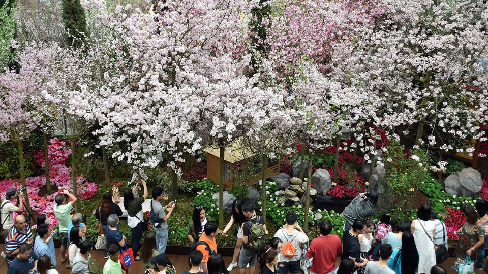 Singapore’s Gardens by the Bay offers a chance to enjoy the multi-hued cherry, peach, and plum blossoms (Flickr) Singapore’s Gardens by the Bay offers a chance to enjoy the multi-hued cherry, peach, and plum blossoms (Flickr)