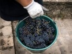 The seedless trait in this grape mutant is primarily driven by pollen sterility and defects in reproductive development, leading to fruit formation without fertilization, known as parthenocarpy. (REPRESENTATIVE PHOTO)