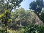The Forest Research Institute (FRI), Dehradun, has prepared a ten-year working plan for Delhi’s forest department that maps out how the city intends to restore its green estate. The Forest Research Institute (FRI), Dehradun, has prepared a ten-year working plan for Delhi’s forest department that maps out how the city intends to restore its green estate.