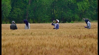 Farmers at a wheat field in Ludhiana on Friday. (Gurpreet Singh/HT)