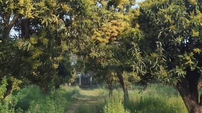 Mango orchards in Malihabad (HT) (HT_PRINT)