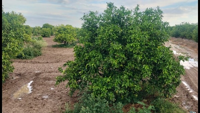 Rain accompanied by strong winds and hailstorms early this week has caused damage in kinnow orchards where trees are in the crucial fruit setting stage in south Punjab, leaving growers worried. (Sanjeev Kumar/HT)