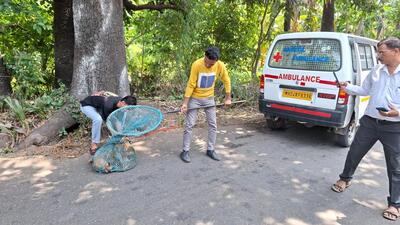 The stray dog was captured by a team from the VVCMC following a call to the emergency number, officials said