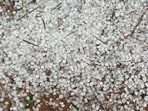 A field covered with hailstones in Jalaun. (HT)