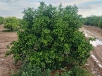 Rain accompanied by strong winds and hailstorms early this week has caused damage in kinnow orchards where trees are in the crucial fruit setting stage in south Punjab, leaving growers worried. (Sanjeev Kumar/HT)