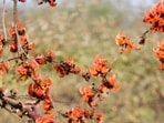 Three unknown species of rove beetles in Arunachal Pradesh forest have been identified.