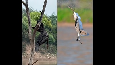 A great cormorant strung as a ‘scarecrow’ (Mirzapur dam) and a black-crowned night heron caught in an anti-bird net (Banur). (PHOTOS: VIKRAM JIT SINGH & MUNISH JAUHAR) A great cormorant strung as a ‘scarecrow’ (Mirzapur dam) and a black-crowned night heron caught in an anti-bird net (Banur). (PHOTOS: VIKRAM JIT SINGH & MUNISH JAUHAR)