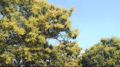 April sees the maternity wards of Mother Nature — groves of bhur-laden trees — bearing in the womb the King of Fruits. April sees the maternity wards of Mother Nature — groves of bhur-laden trees — bearing in the womb the King of Fruits.