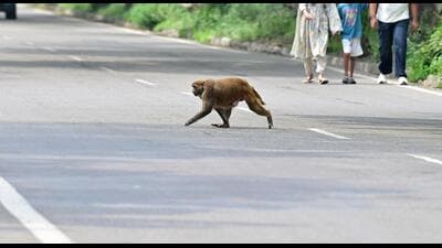 As per a survey conducted in December 2022, there are around 1,326 monkeys in the city. (Ravi Kumar/HT)