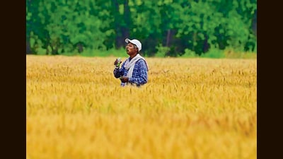 Helpline and advisories issued as dry conditions heighten fire risk during harvest. (Gurpreet Singh) Helpline and advisories issued as dry conditions heighten fire risk during harvest. (Gurpreet Singh)