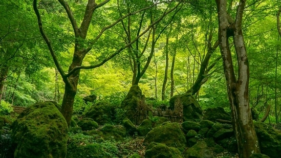 The block straddles a critical wildlife corridor linking the Tadoba-Andhari Tiger Reserve in Chandrapur district and the Indravati Tiger Reserve across the border in Chhattisgarh. (Representative)