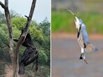 A great cormorant strung as a ‘scarecrow’ (Mirzapur dam) and a black-crowned night heron caught in an anti-bird net (Banur). (PHOTOS: VIKRAM JIT SINGH & MUNISH JAUHAR)