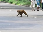 As per a survey conducted in December 2022, there are around 1,326 monkeys in the city. (Ravi Kumar/HT)