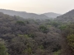 Compensatory afforestation in India remains blinkered in practice. In focusing primarily on the carbon-sink role of forests, it loses sight of several ecological realities that define the natural biological assemblage within a region. (HT Archive)