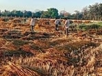 Unseasonal rain caused damage to wheat crop at a field in Lucknow on April 5. (Agency) Unseasonal rain caused damage to wheat crop at a field in Lucknow on April 5. (Agency)