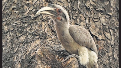 An Indian grey hornbill spotted at Sector 22 Chandigarh. (HT Photo)
