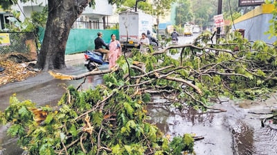 Excavation for roads and utility lines often damages root systems, leaving trees structurally unstable even if they appear healthy for years. (HT)