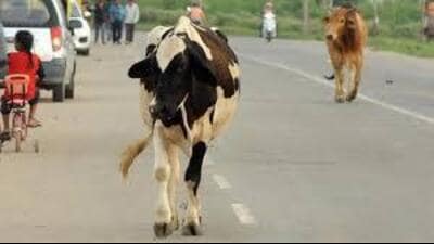 The Himachal Pradesh government has taken significant steps to address the growing issue of stray and destitute cattle while safeguarding the interests of farmers. (HT File) The Himachal Pradesh government has taken significant steps to address the growing issue of stray and destitute cattle while safeguarding the interests of farmers. (HT File)