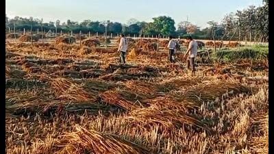 Unseasonal rain caused damage to wheat crop at a field in Lucknow on April 5. (Agency) Unseasonal rain caused damage to wheat crop at a field in Lucknow on April 5. (Agency)
