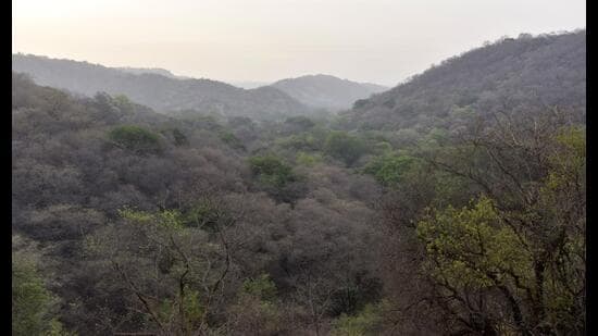 Compensatory afforestation in India remains blinkered in practice. In focusing primarily on the carbon-sink role of forests, it loses sight of several ecological realities that define the natural biological assemblage within a region. (HT Archive)