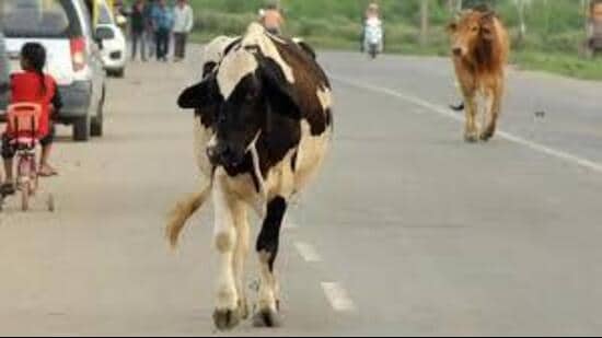 The Himachal Pradesh government has taken significant steps to address the growing issue of stray and destitute cattle while safeguarding the interests of farmers. (HT File)