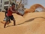 Following repeated demands from the farmers and opposition, Haryana agriculture minister Shyam Singh Rana, said that farmers will not face difficulty in selling their crops and mandis will remain open 24 hours a day during the ongoing procurement season. (File)