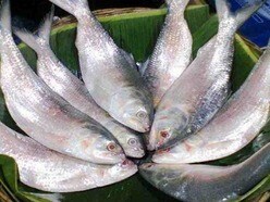 ইলিশ মাছ