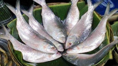 ইলিশ মাছ