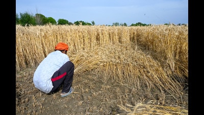 The single largest outlay of ₹600 crore has been allocated under the Crop Residue Management (CRM) to check burning of paddy and wheat straw during kharif and rabi seasons. (Sunil Ghosh/HT) The single largest outlay of ₹600 crore has been allocated under the Crop Residue Management (CRM) to check burning of paddy and wheat straw during kharif and rabi seasons. (Sunil Ghosh/HT)