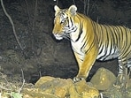 Two new tigers identified in Radhanagari wildlife sanctuary, taking total count to nine Two new tigers identified in Radhanagari wildlife sanctuary, taking total count to nine