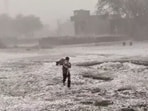 In a viral clip, a man saved a calf amid a hailstorm.